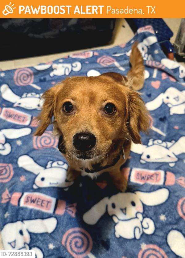 Found/Stray Female Dog last seen Strawberry, Pasadena, TX 77502