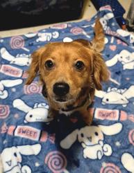 Found/Stray Female Dog last seen Strawberry, Pasadena, TX 77502