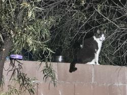 Found/Stray Unknown Cat last seen Grand Canyon/Gilcrease, Las Vegas, NV 89149