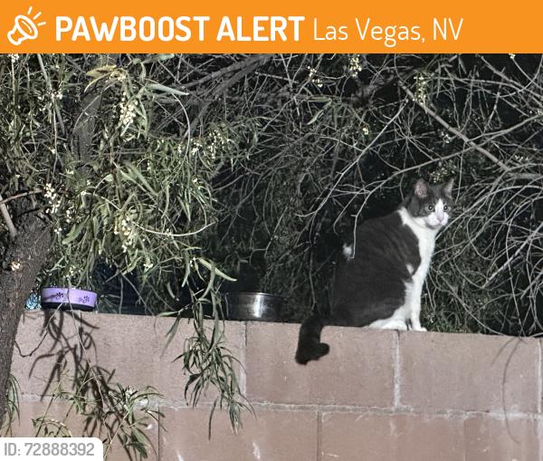 Found/Stray Unknown Cat last seen Grand Canyon/Gilcrease, Las Vegas, NV 89149