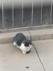 Found/Stray Unknown Cat last seen Crimson Dr & Emerald Dr, Winchester, CA 92596