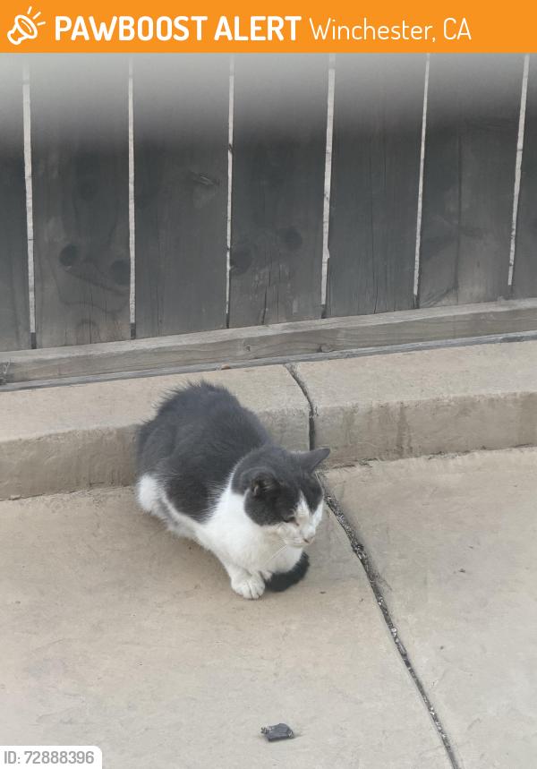 Found/Stray Unknown Cat last seen Crimson Dr & Emerald Dr, Winchester, CA 92596