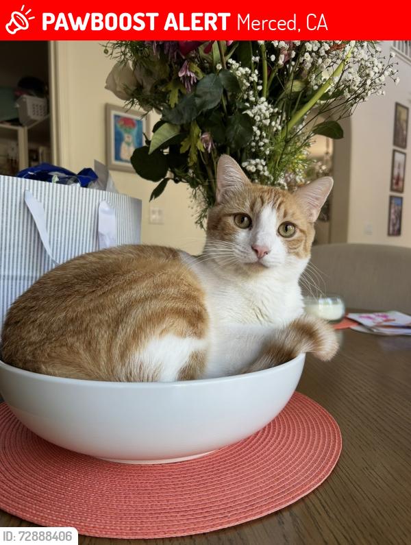 Lost Male Cat last seen Ironstone, Merced, CA 95348