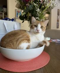 Lost Male Cat last seen Ironstone, Merced, CA 95348