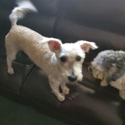 Lost Male Dog last seen Edgemere Park, Wichita Falls, TX 76302
