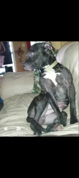 Reunited Male Dog last seen Smith Street ,Orileys,Heritage Museum , Brazoria, TX 77422