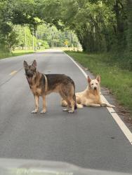 Found/Stray Male Dog last seen Huntsville Speedway, Huntsville, AL 35803