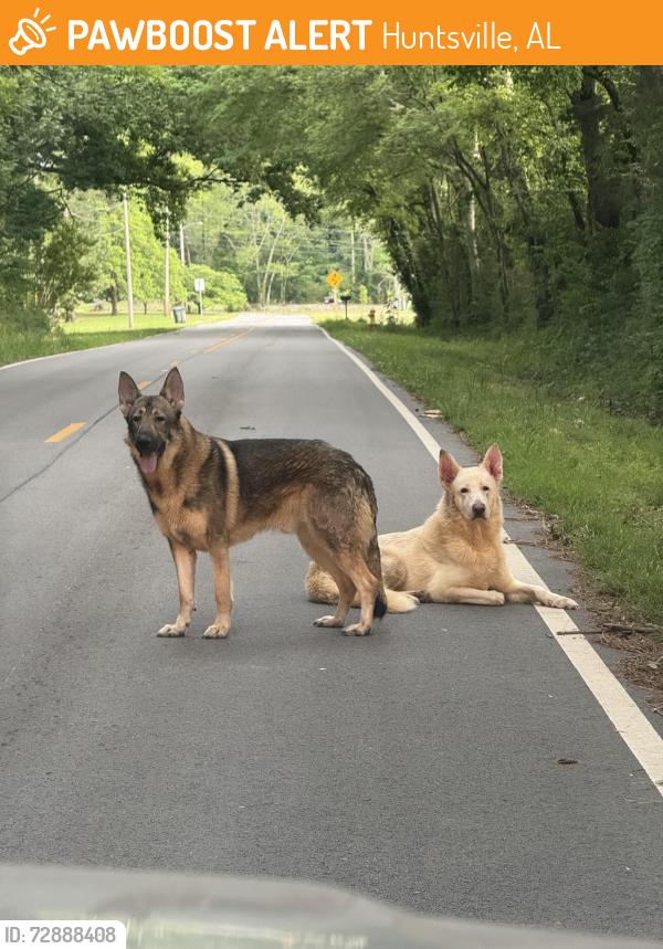 Found/Stray Male Dog last seen Huntsville Speedway, Huntsville, AL 35803