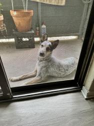Found/Stray Male Dog last seen Carrier, Grand Prairie, TX 75050