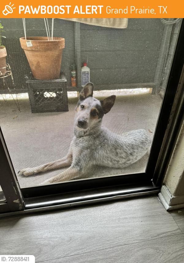 Found/Stray Male Dog last seen Carrier, Grand Prairie, TX 75050