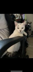 Lost Female Cat last seen Alondra, Compton, CA 90220