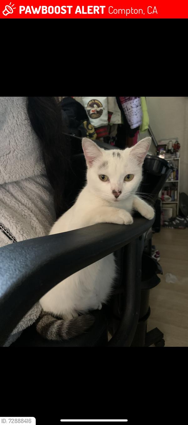 Lost Female Cat last seen Alondra, Compton, CA 90220