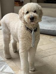 Lost Male Dog last seen 63rd and McArthur , Warr Acres, OK 73122