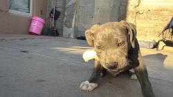 Lost Male Dog last seen Near san jose , Albuquerque, NM 87102