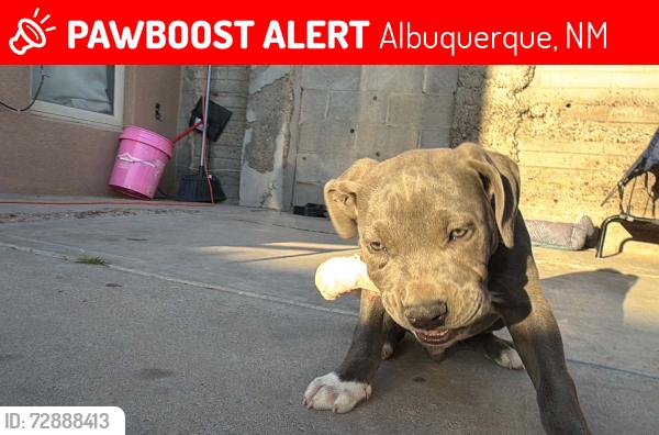 Lost Male Dog last seen Near san jose , Albuquerque, NM 87102
