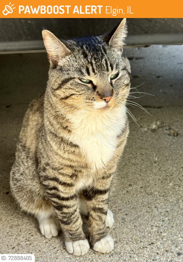 Found/Stray Male Cat last seen ECC College Park-Gale St., Elgin, IL 60123