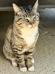 Found/Stray Male Cat last seen ECC College Park-Gale St., Elgin, IL 60123