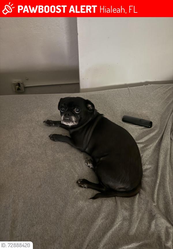 Lost Female Dog last seen Near w 3rd ln Hialeah Florida 33012, Hialeah, FL 33012