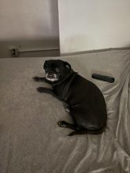 Lost Female Dog last seen Near w 3rd ln Hialeah Florida 33012, Hialeah, FL 33012