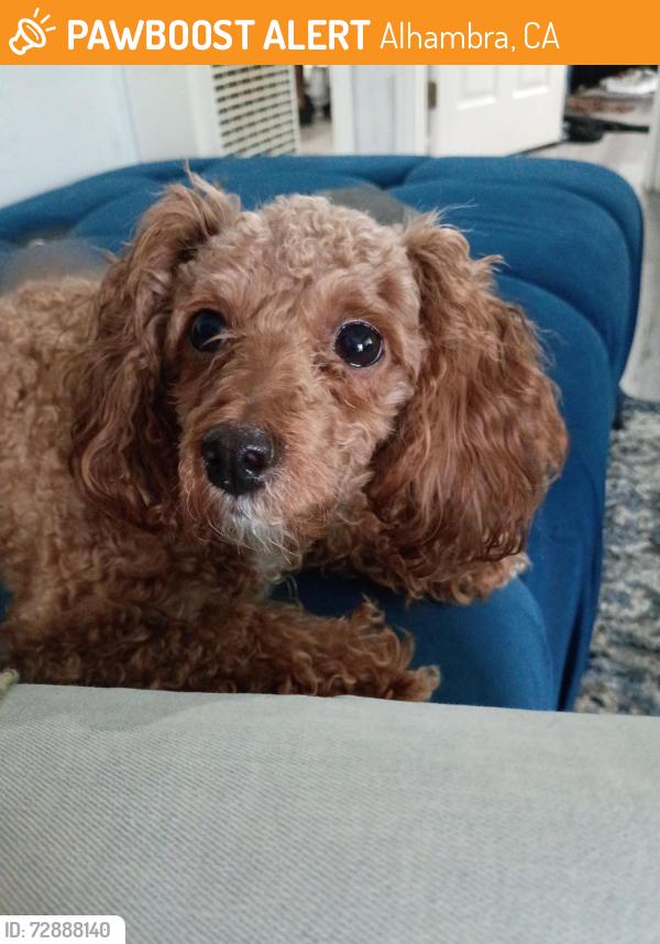 Found/Stray Female Dog last seen Fteemont, Alhambra, CA 91801
