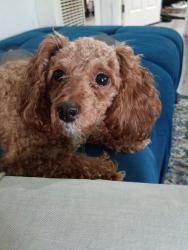 Found/Stray Female Dog last seen Fteemont, Alhambra, CA 91801