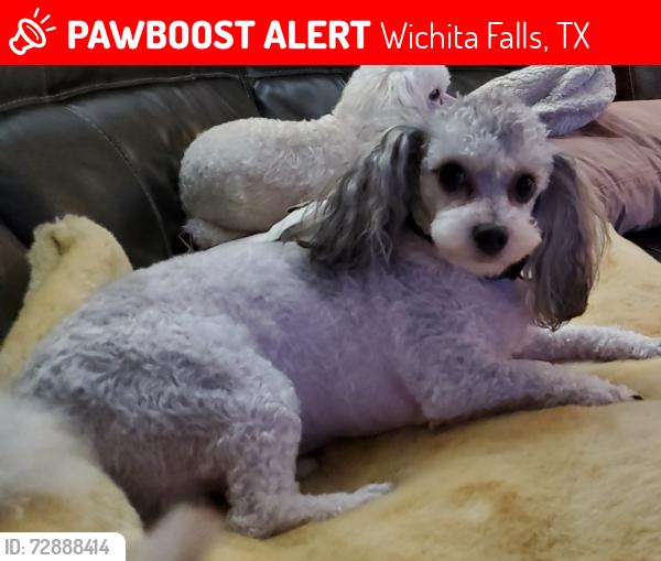 Lost Male Dog last seen Near Mesquite St, Wichita Falls, TX 76302, Wichita Falls, TX 76302