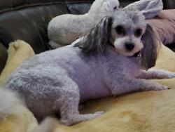 Lost Male Dog last seen Near Mesquite St, Wichita Falls, TX 76302, Wichita Falls, TX 76302