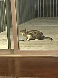 Found/Stray Unknown Cat last seen Pleasant grove, Pleasant Grove, AL 35127