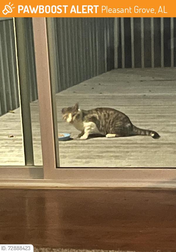 Found/Stray Unknown Cat last seen Pleasant grove, Pleasant Grove, AL 35127
