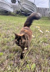 Lost Female Cat last seen In front of the cement plant between Dixie Highway and US 1, Grant-Valkaria, FL 32949