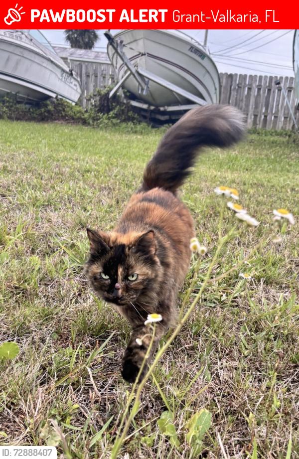 Lost Female Cat last seen In front of the cement plant between Dixie Highway and US 1, Grant-Valkaria, FL 32949