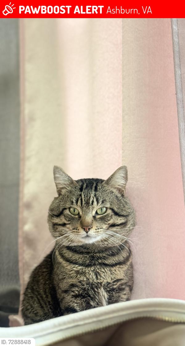 Lost Male Cat last seen Near Blosson Hill Terrace Ashburn VA, Ashburn, VA 20147