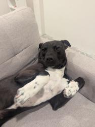 Reunited Male Dog last seen behind hse, unknown, Cleveland, TN 37323