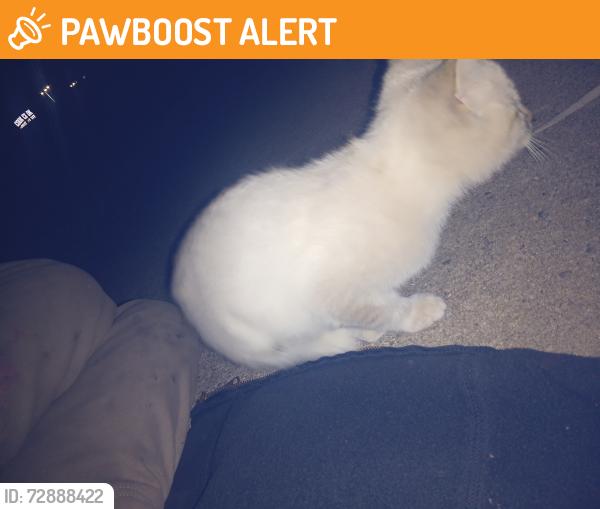 Found/Stray Unknown Cat last seen W blue ridge Dr and white horse Rd , Greenville County, SC 29611
