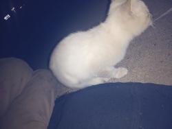 Found/Stray Unknown Cat last seen W blue ridge Dr and white horse Rd , Greenville County, SC 29611