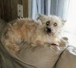 Reunited Female Dog last seen Smith st, 5th street,fire station, Heritage Museum,Oriley's , Brazoria County, TX 77422