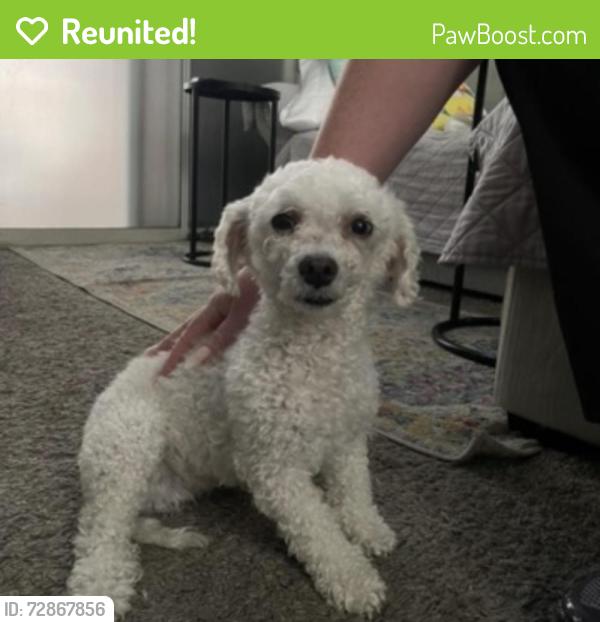 Reunited Female Dog in North Las Vegas, NV 89031 (ID: 72867856) | PawBoost
