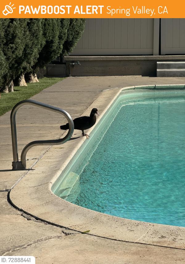 Found/Stray Male Bird last seen Hollyhock Rd , Spring Valley, CA 91977