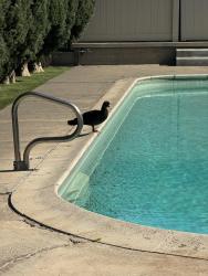 Found/Stray Male Bird last seen Hollyhock Rd , Spring Valley, CA 91977