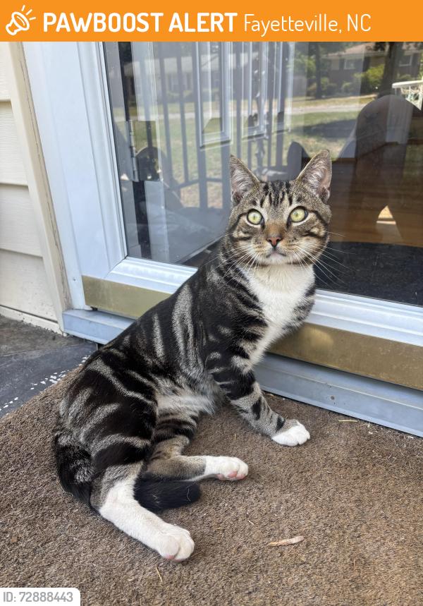 Found/Stray Male Cat last seen ramsey street, Fayetteville, NC 28311