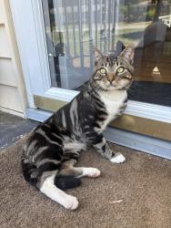 Found/Stray Male Cat last seen ramsey street, Fayetteville, NC 28311
