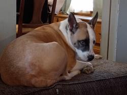 Reunited Male Dog last seen Memphis & Fulton, Cleveland, OH 44109