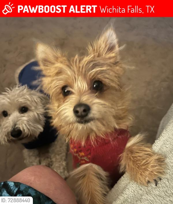 Lost Male Dog last seen Edgemere Park, Wichita Falls, TX 76302