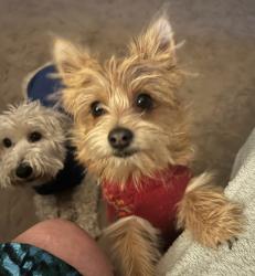 Lost Male Dog last seen Edgemere Park, Wichita Falls, TX 76302