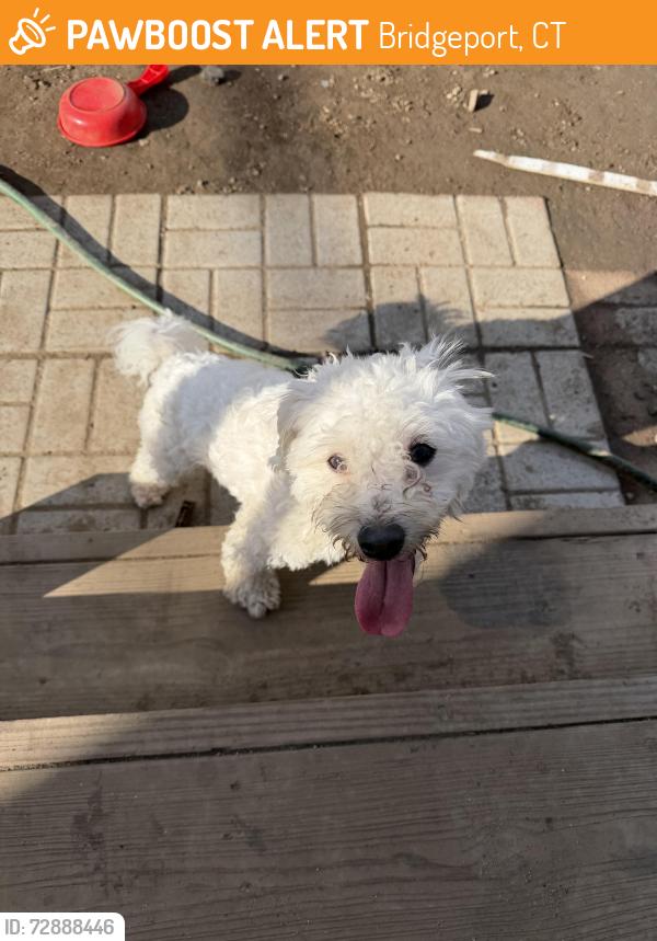 Found/Stray Male Dog last seen Trowel st and Newfield ave, Bridgeport, CT 06607