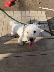 Found/Stray Male Dog last seen Trowel st and Newfield ave, Bridgeport, CT 06607