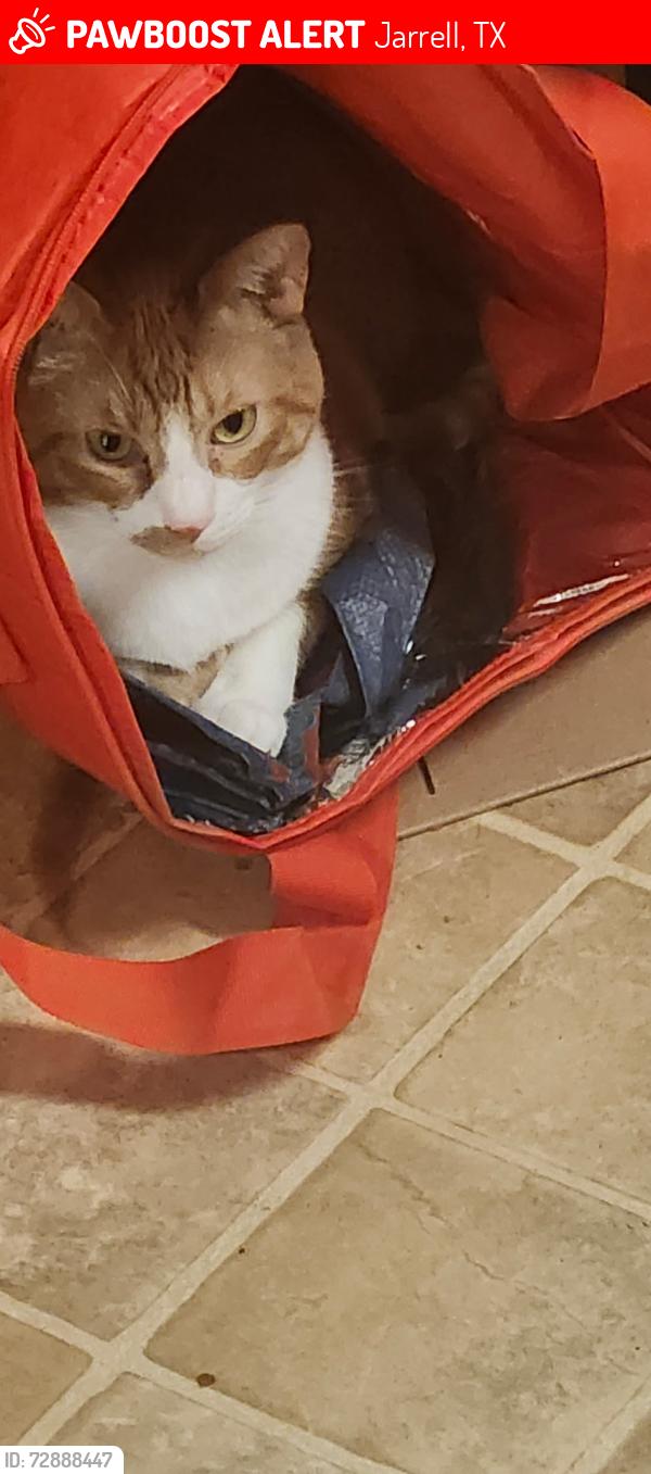 Lost Male Cat last seen Copper in Sonterra, Jarrell, TX 76537