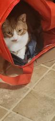 Lost Male Cat last seen Copper in Sonterra, Jarrell, TX 76537