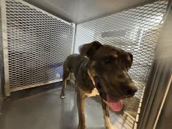 Shelter Stray Male Dog last seen Near BLOCK PRICE ST, BAKERSFIELD CA 93307, Bakersfield, CA 93308