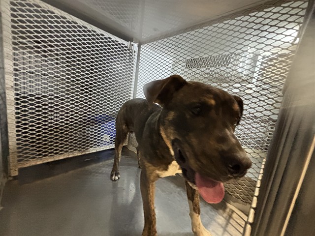 Shelter Stray Male Dog last seen Near BLOCK PRICE ST, BAKERSFIELD CA 93307, Bakersfield, CA 93308